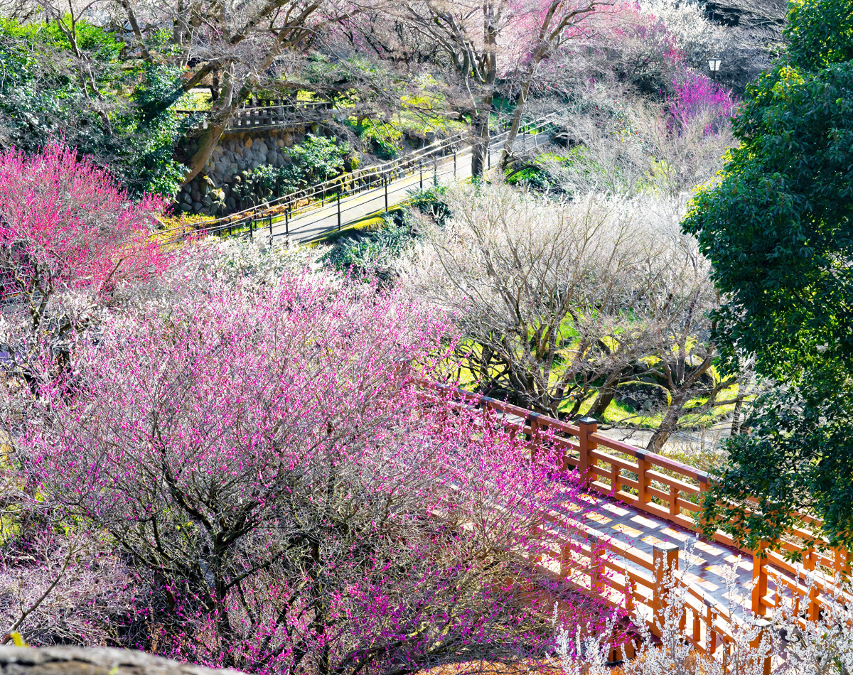 熱海溫泉 日本溫泉飯店排名
