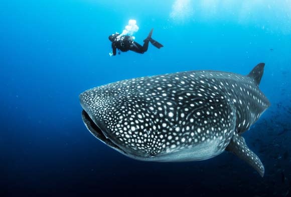 菲律賓 宿霧 菲律賓 宿霧