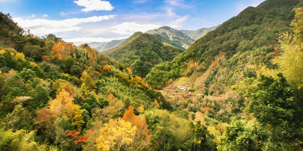 新竹司馬庫斯