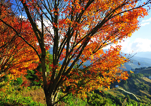 宜蘭太平山賞楓