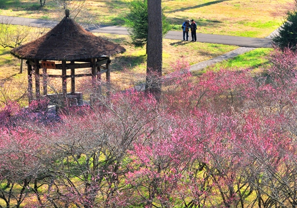 台灣 景點 梅花 武陵農場