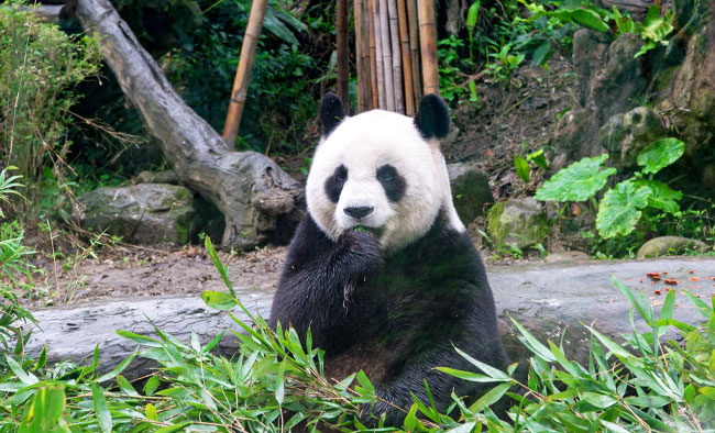 【高鐵假期】台北美麗華摩天輪.天文科學教育館.兒童新樂園輕鬆遊2日