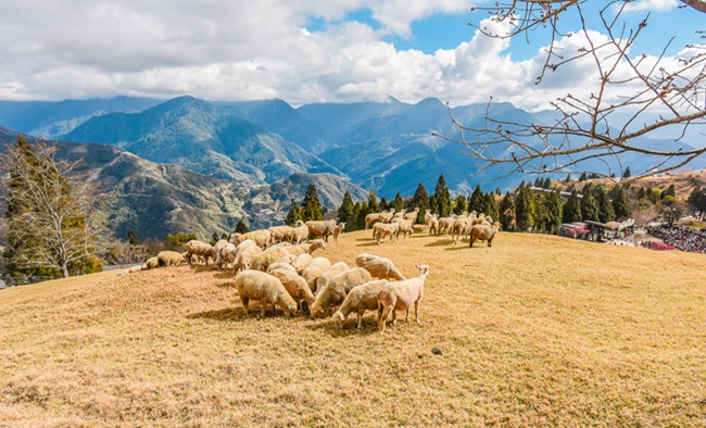 【高鐵旅遊】南投奧萬大.清境青青草原2日