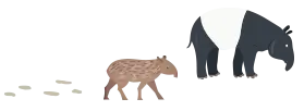 馬來貘