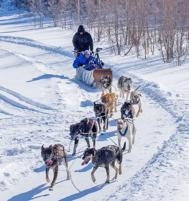 體驗狗拉雪橇