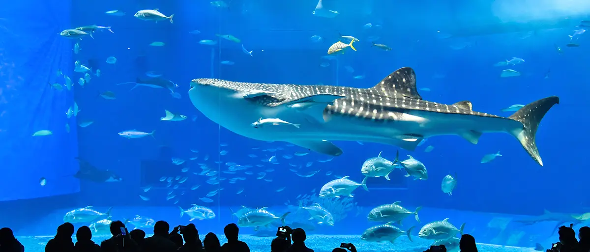 沖繩水族館