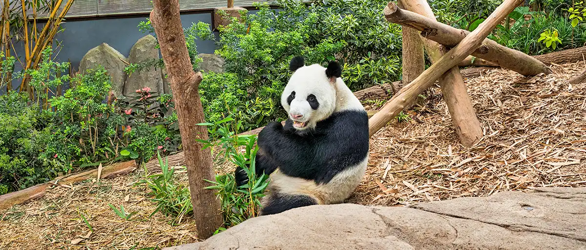 動物-熊貓