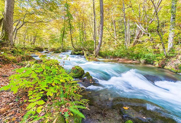 春季奧入瀨溪流