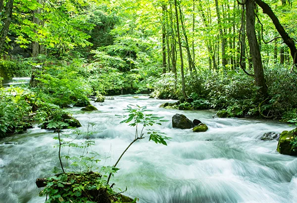 夏季奧入瀨溪流