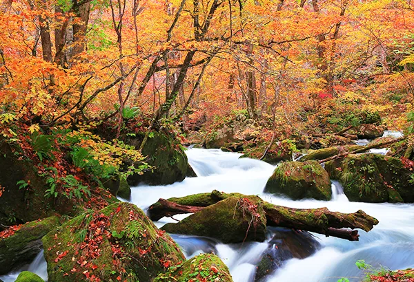 秋季奧入瀨溪流