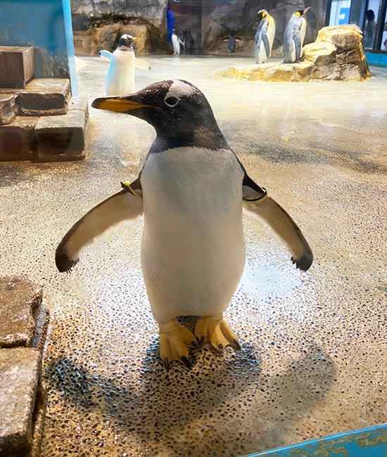 長崎企鵝水族館