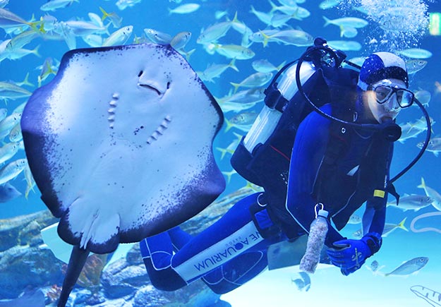 愛來水族館 愛來水族館