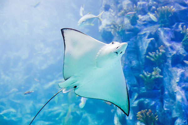 樂天世界水族館