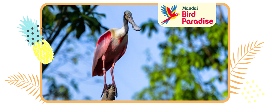 新加坡飛禽公園