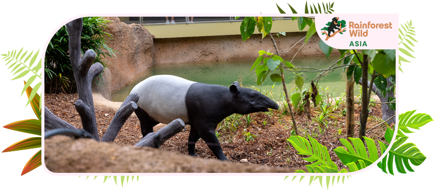 亞洲雨林探險園