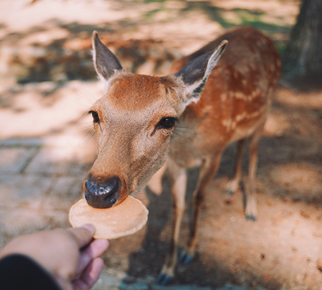 【JR關西地區鐵路周遊券】WEST QR 1日券